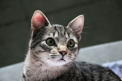 Close-up portrait of a cat