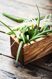 Close-up of plant growing on table