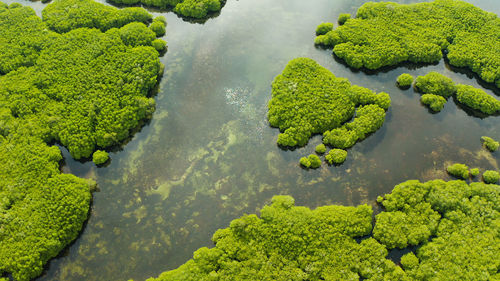 High angle view of green plants in water