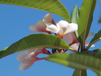Low angle view of white flowering plant against clear sky
