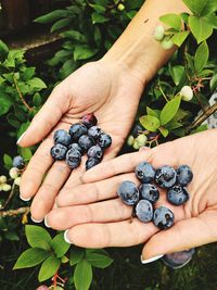 Close-up of hand holding fruits