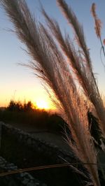 Close-up of agricultural field against sky during sunset