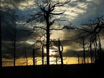 Silhouette of bare trees against cloudy sky