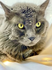 Close-up portrait of a cat