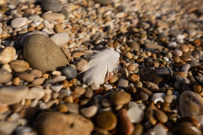 Close-up of shells on pebbles