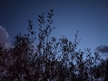 Low angle view of silhouette trees against blue sky