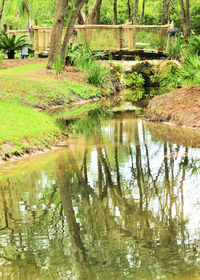 Reflection of trees in lake