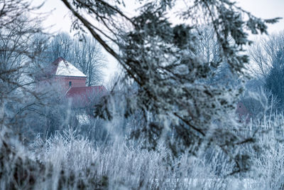 Trees in forest during winter