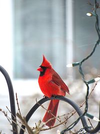 Close-up of bird perching on red outdoors