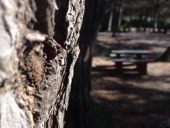 Close-up of tree trunk