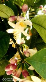 Close-up of pink flowers blooming on tree