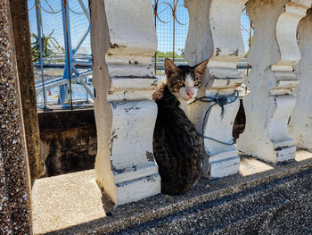 View of a cat looking away