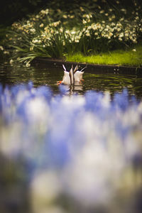 Duck swimming in a lake