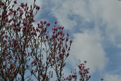 Low angle view of pink flowers against cloudy sky