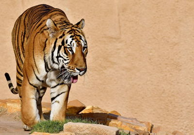 Close-up of a cat in zoo