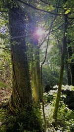 Sunlight streaming through trees in forest