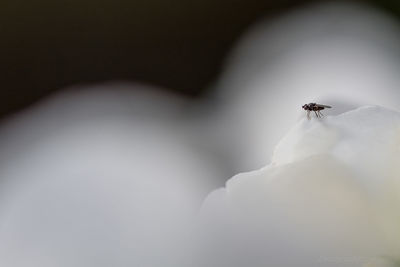 Close-up of insect on wall