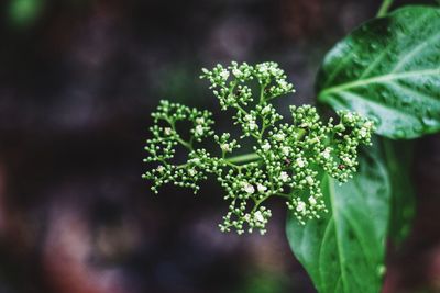 Close-up of flowering plant