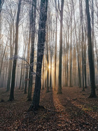 Sunlight streaming through trees in forest