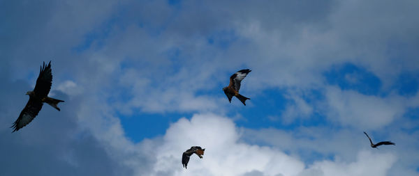 Low angle view of bird flying