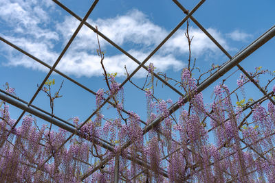 Low angle view of flowering plants against sky