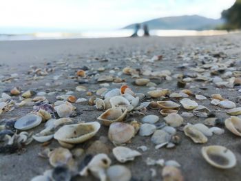 Close-up of shells on shore