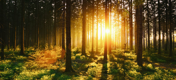 Trees in forest during sunset