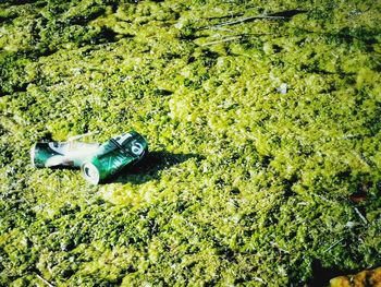 High angle view of plants in sea