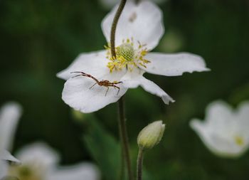 Close-up of spider on white flower