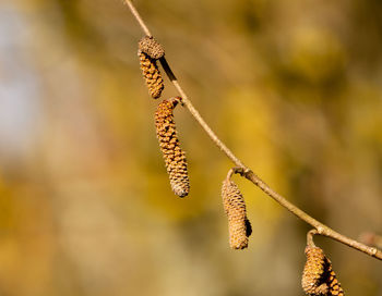 Close-up of insect on twig