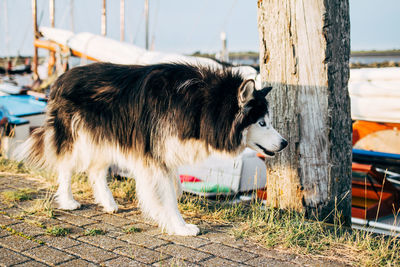 Side view of a dog on wood