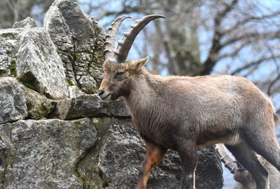 Close-up of an animal