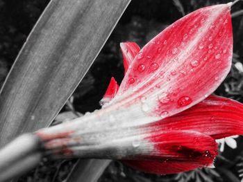 Close-up of raindrops on red leaf