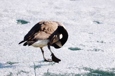 Bird on land during winter