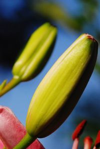 Close-up of fresh white flower buds