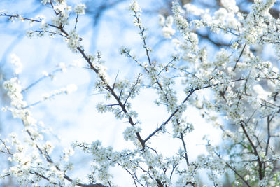 Low angle view of white flowering tree against sky