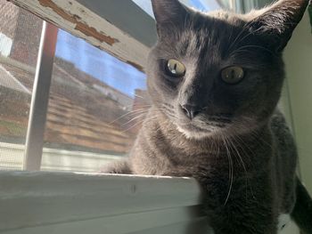 pet