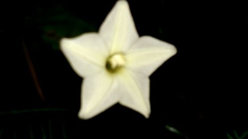 Close-up of white flowers blooming outdoors
