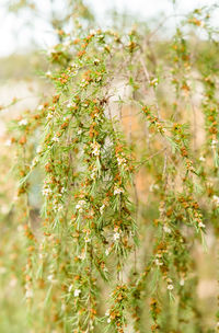 Close-up of fresh plant