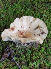 Close-up of mushroom