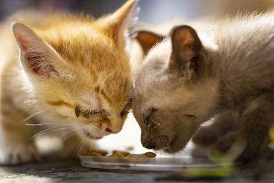 Close-up of cat feeding