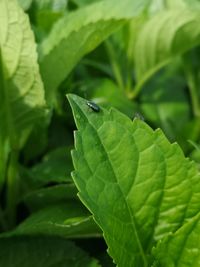 Close-up of insect on leaves