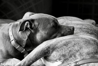 Close-up of dog sleeping