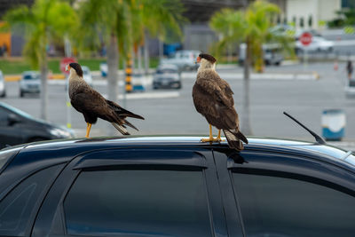 Hawks perching on a car