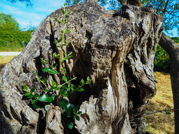 Close-up of tree stump