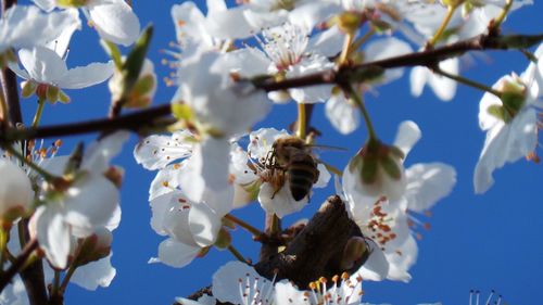 Low angle view of cherry blossoms