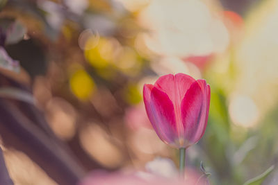 Close-up of pink tulip