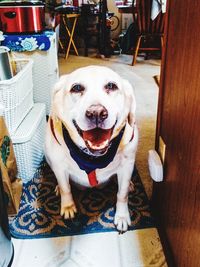 Portrait of dog sitting on chair