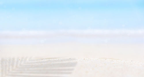 Leaf shadow on beach scenery red shells in the sand. panoramic summer time concept