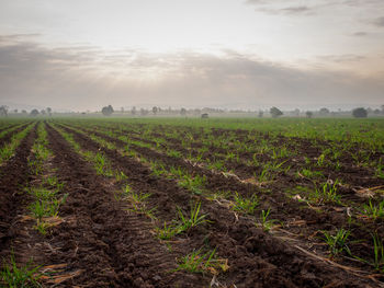 Scenic view of agricultural field against sky